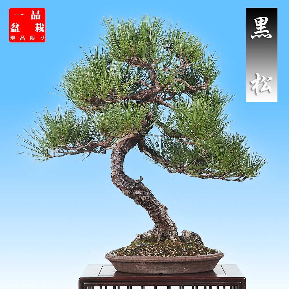 黒松 | 盆栽、盆栽書籍、盆栽鉢の通販│近代出版