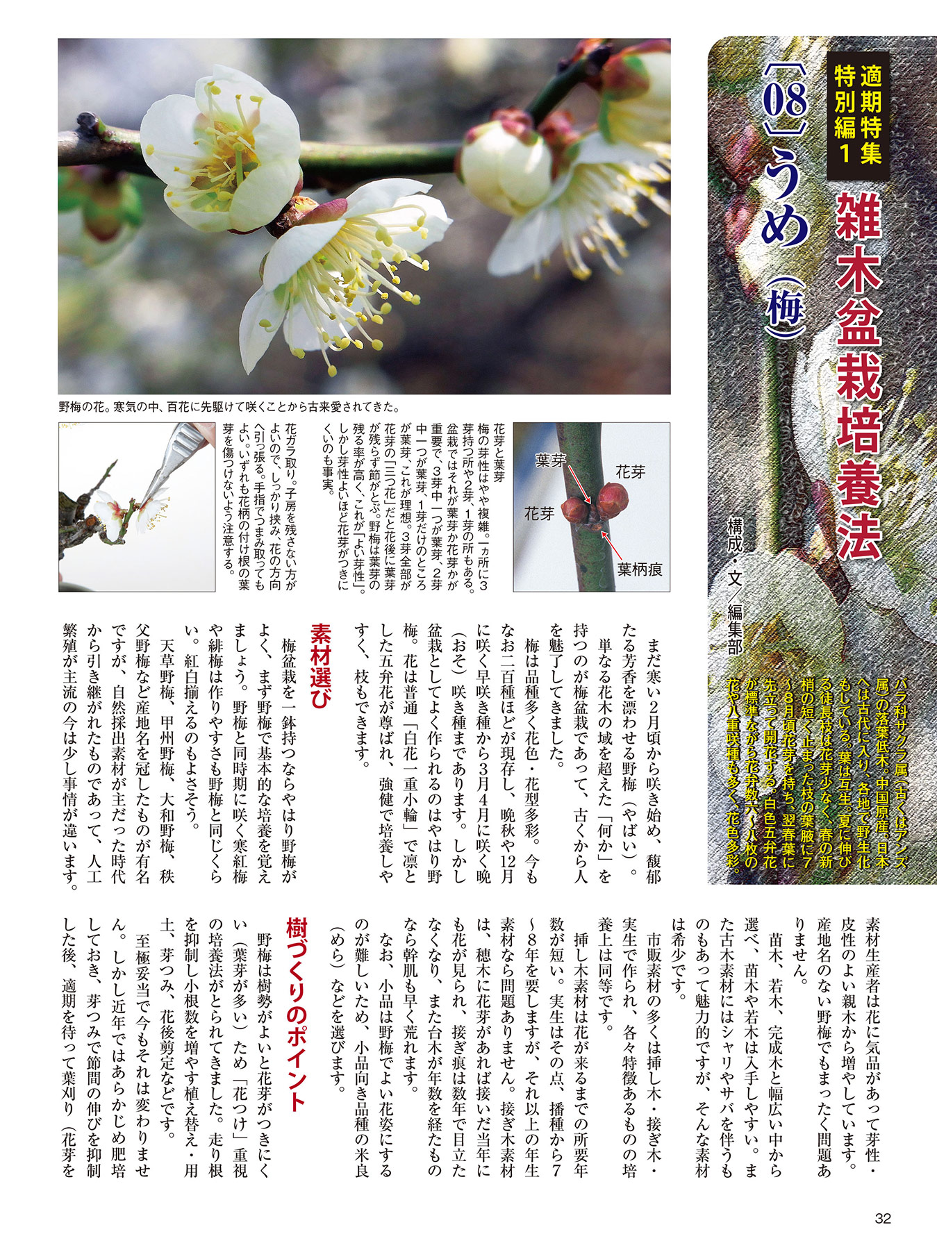 月刊「近代盆栽」2026年2月号 | 盆栽、盆栽書籍、盆栽鉢の通販│近代出版