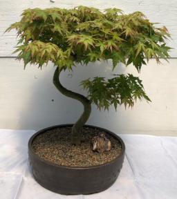 Japanese Green Maple Bonsai Tree Curved 