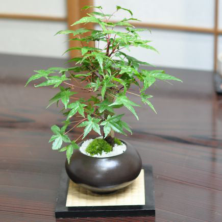 モミジ（紅葉）盆栽の販売｜盆栽妙 – 盆栽妙 本店