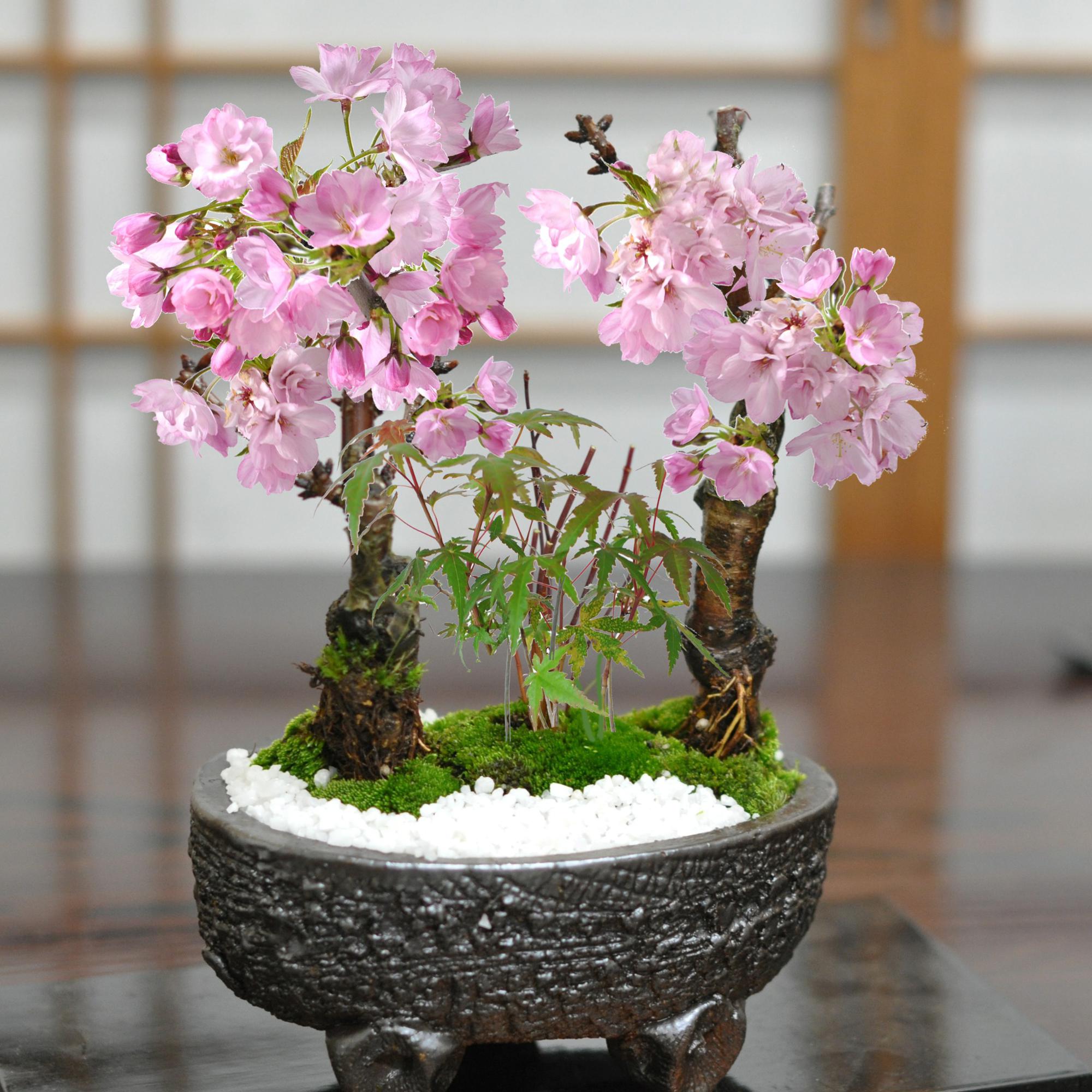 モミジ（紅葉）盆栽の販売｜盆栽妙 – Page 2 – 盆栽妙 本店