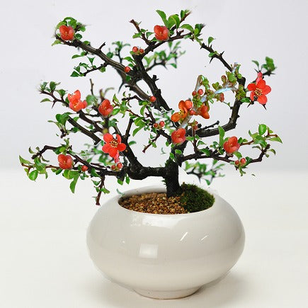 枝ぶりの良い長寿梅 赤花 万古焼 白和鉢の盆栽の販売｜盆栽妙 – 盆栽妙