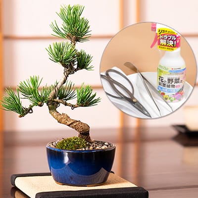 ミニ五葉松の盆栽とはじめての道具セットを販売｜はじめる専門店 盆栽