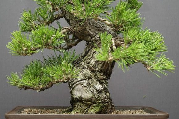 黒松 中品盆栽 樹齢25年の一点物盆栽を販売｜盆栽妙 – 盆栽妙 本店