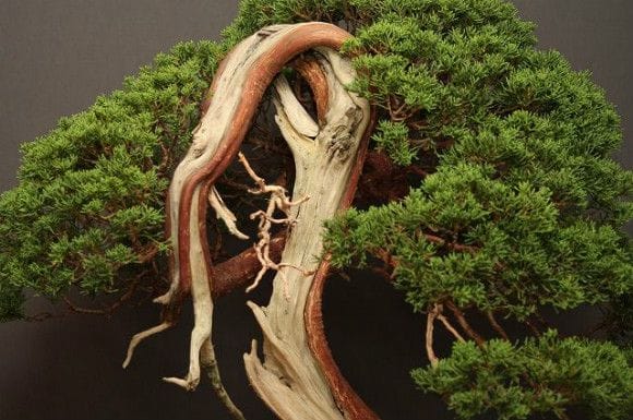 山採り真柏 大品盆栽 樹齢80年の一点物盆栽を販売｜盆栽妙 – 盆栽妙 本店