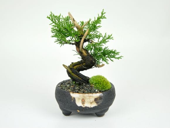 小品 真柏の盆栽を販売｜盆栽妙 – 盆栽妙 本店