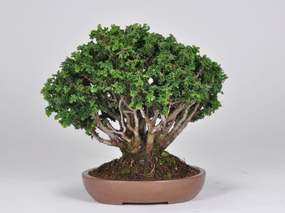 匠の盆栽】石化ヒノキ 1点もの No.259【平松浩二】の盆栽を販売｜盆栽