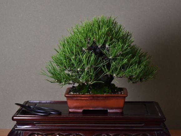 匠の盆栽】黒松 1点もの No.262【平松浩二】の盆栽を販売｜盆栽妙