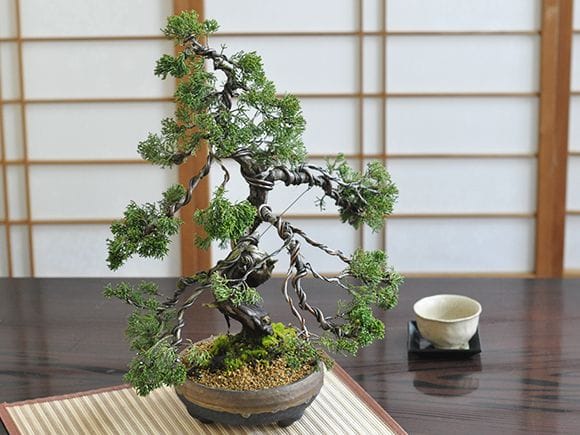 威風堂々 真柏｜盆栽妙 – 盆栽妙 本店