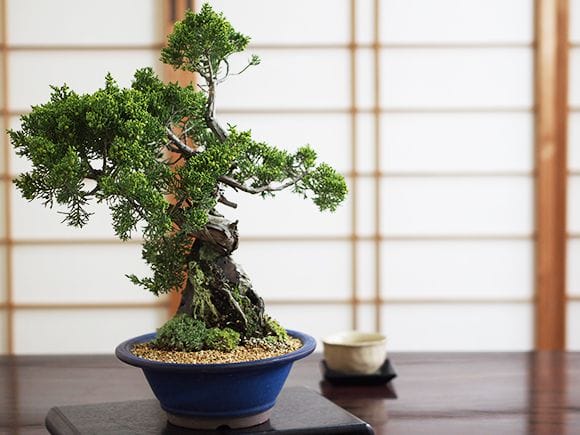 石付き真柏 |盆栽妙 – 盆栽妙 本店