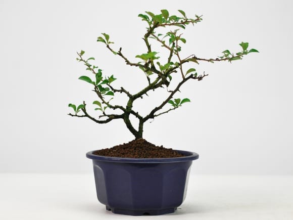 盆栽素材 長寿梅 大を販売｜盆栽妙 – 盆栽妙 本店