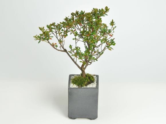 さつき 深山満月の盆栽を販売｜盆栽妙 – 盆栽妙 本店