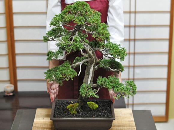 紀州真柏 威風堂々の盆栽を販売｜盆栽妙 – 盆栽妙 本店