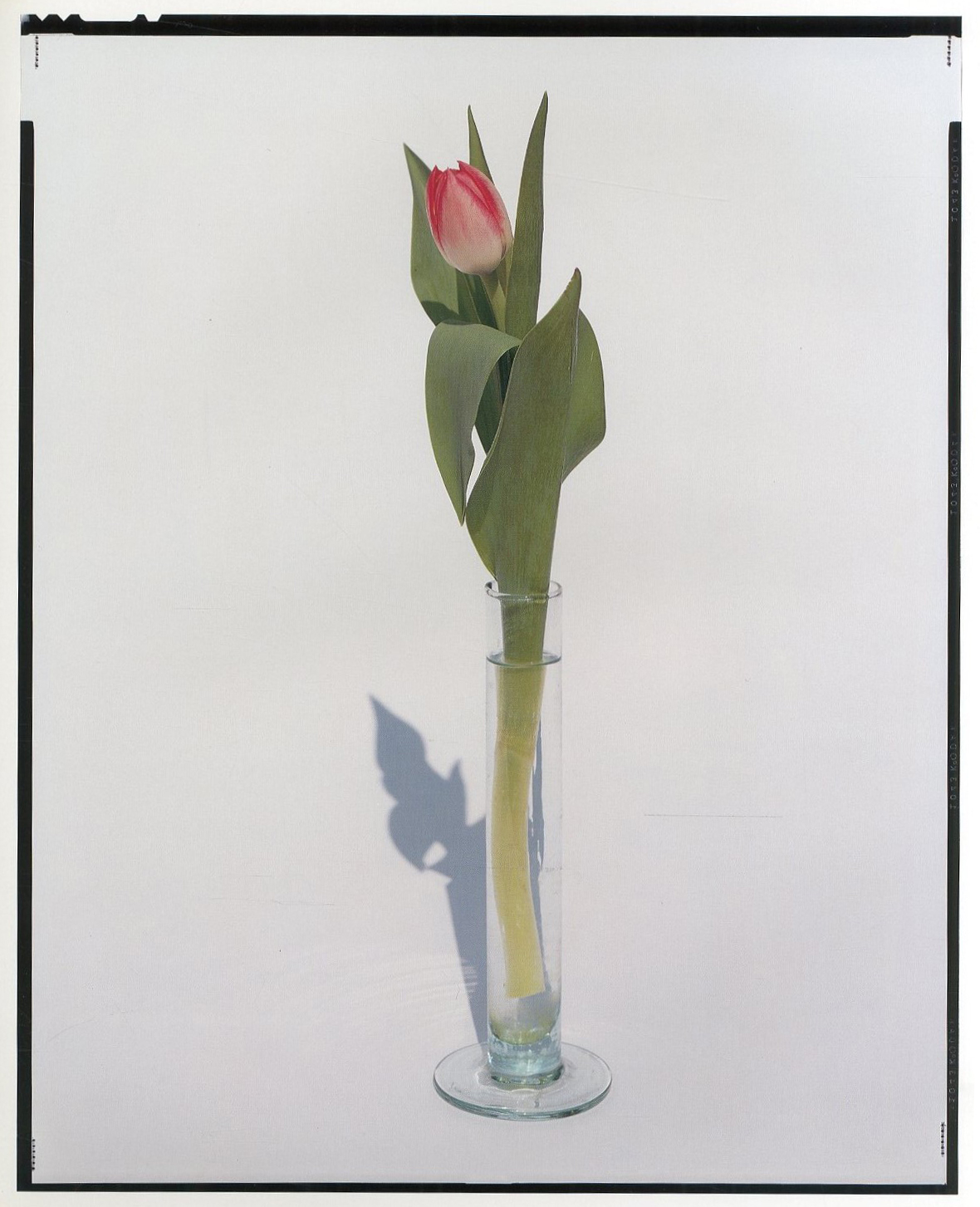 YOSHIHIKO UEDA : FLOWERS / 著：上田義彦 文：伊藤俊治 装幀：葛西薫