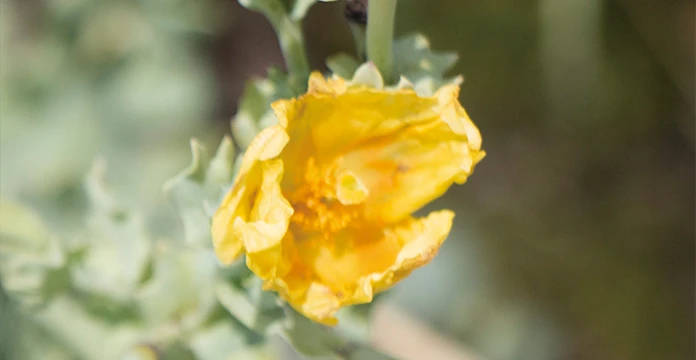 イトーノンFコンディショニングクリーム | 化粧品 | 伊藤超短波 エステ