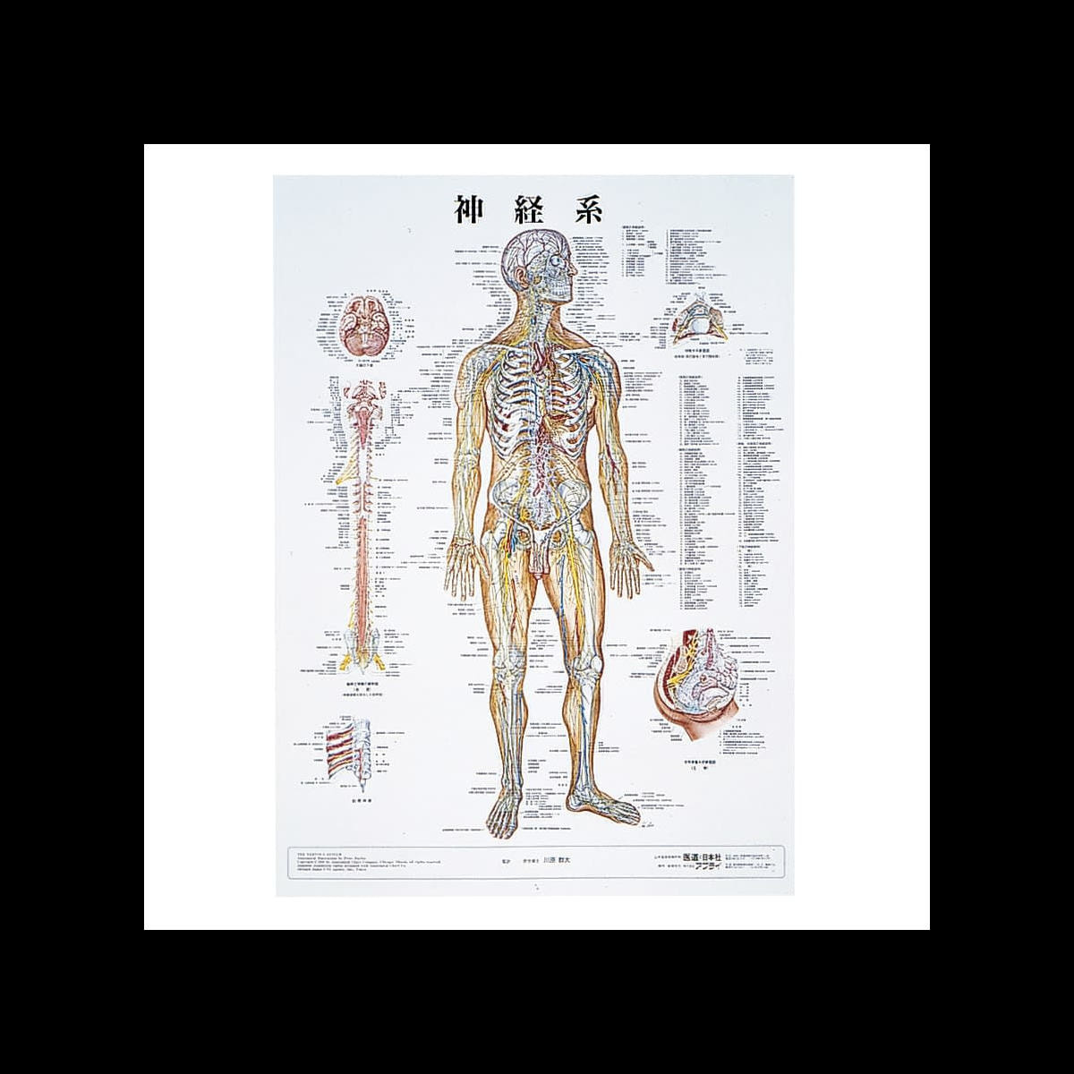 人体解剖学チャート ポスターサイズ 神経系M ラミネートバンの卸・通販