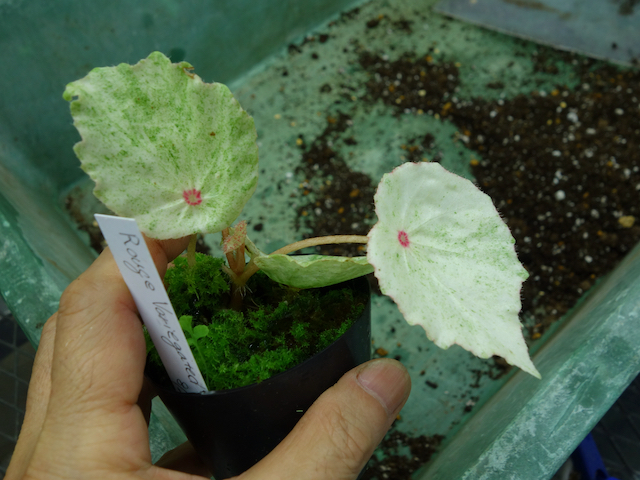 Rouge Variegated – Begonia Club