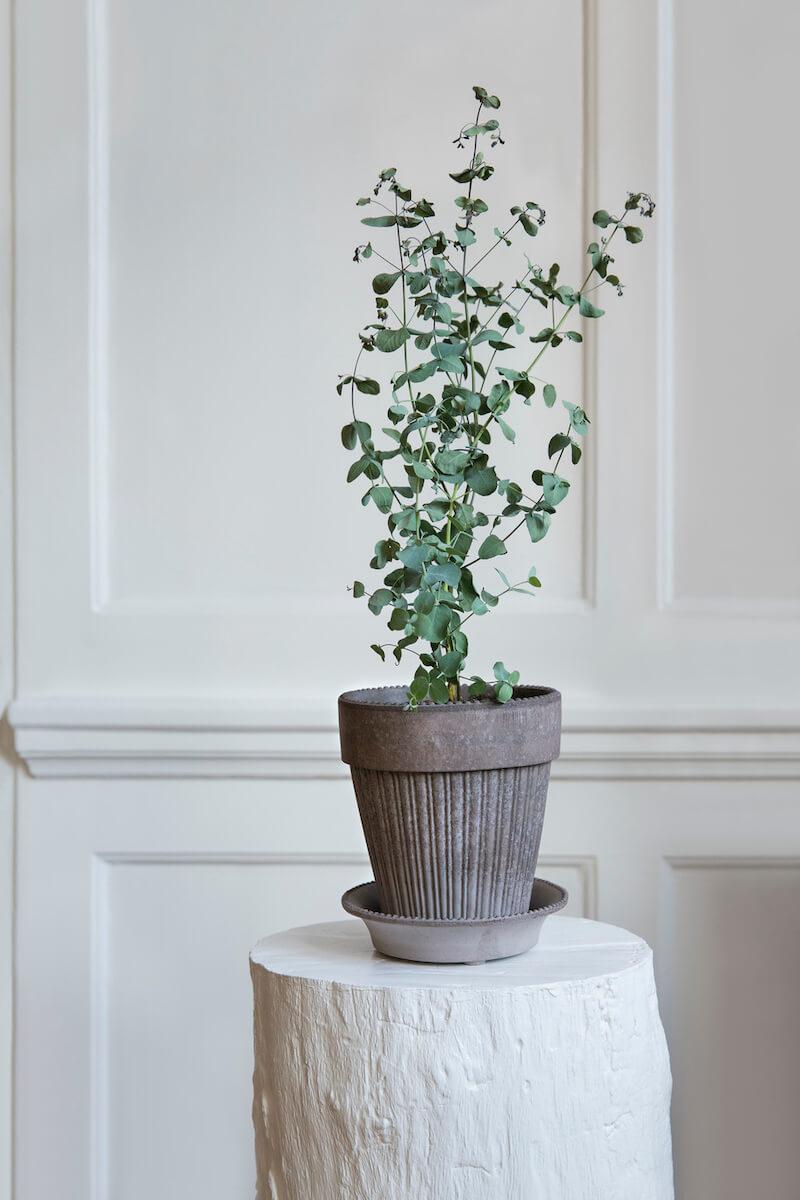 Bellbet | Simona / Bergs Potter (バーグスポッター)