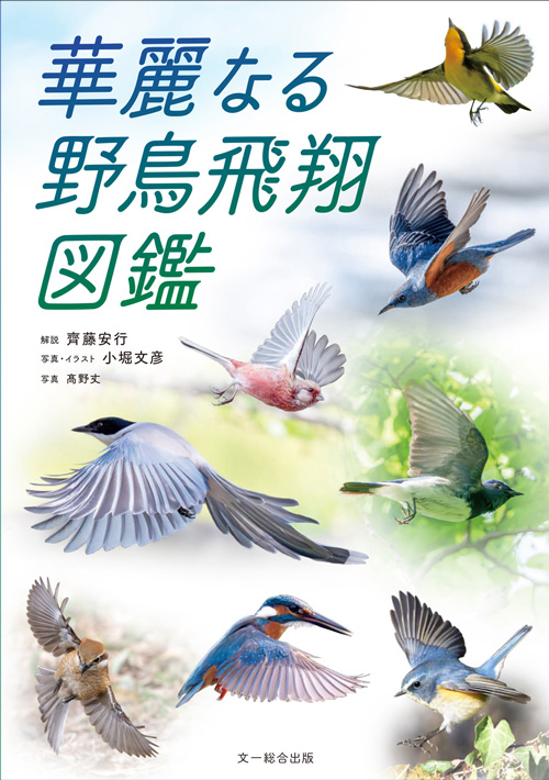 華麗なる野鳥飛翔図鑑