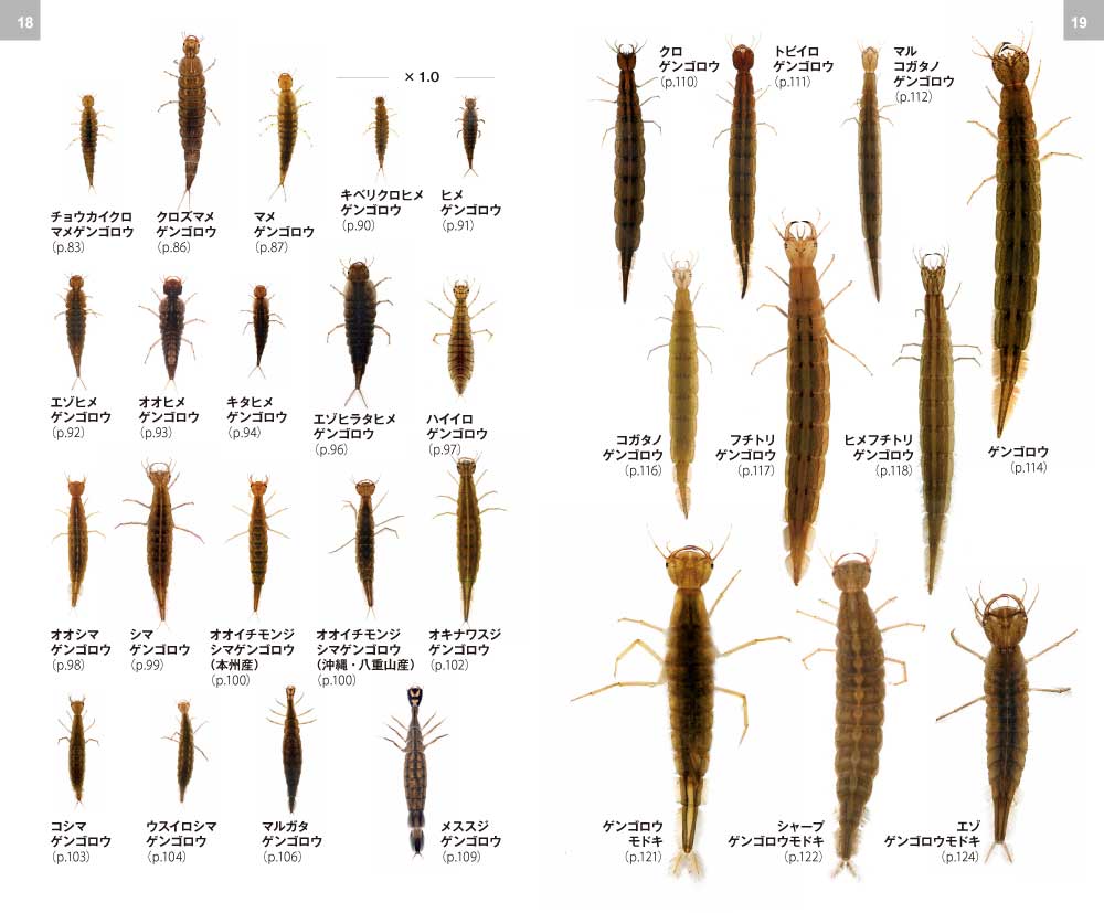 ゲンゴロウ・ガムシ・ミズスマシハンドブック