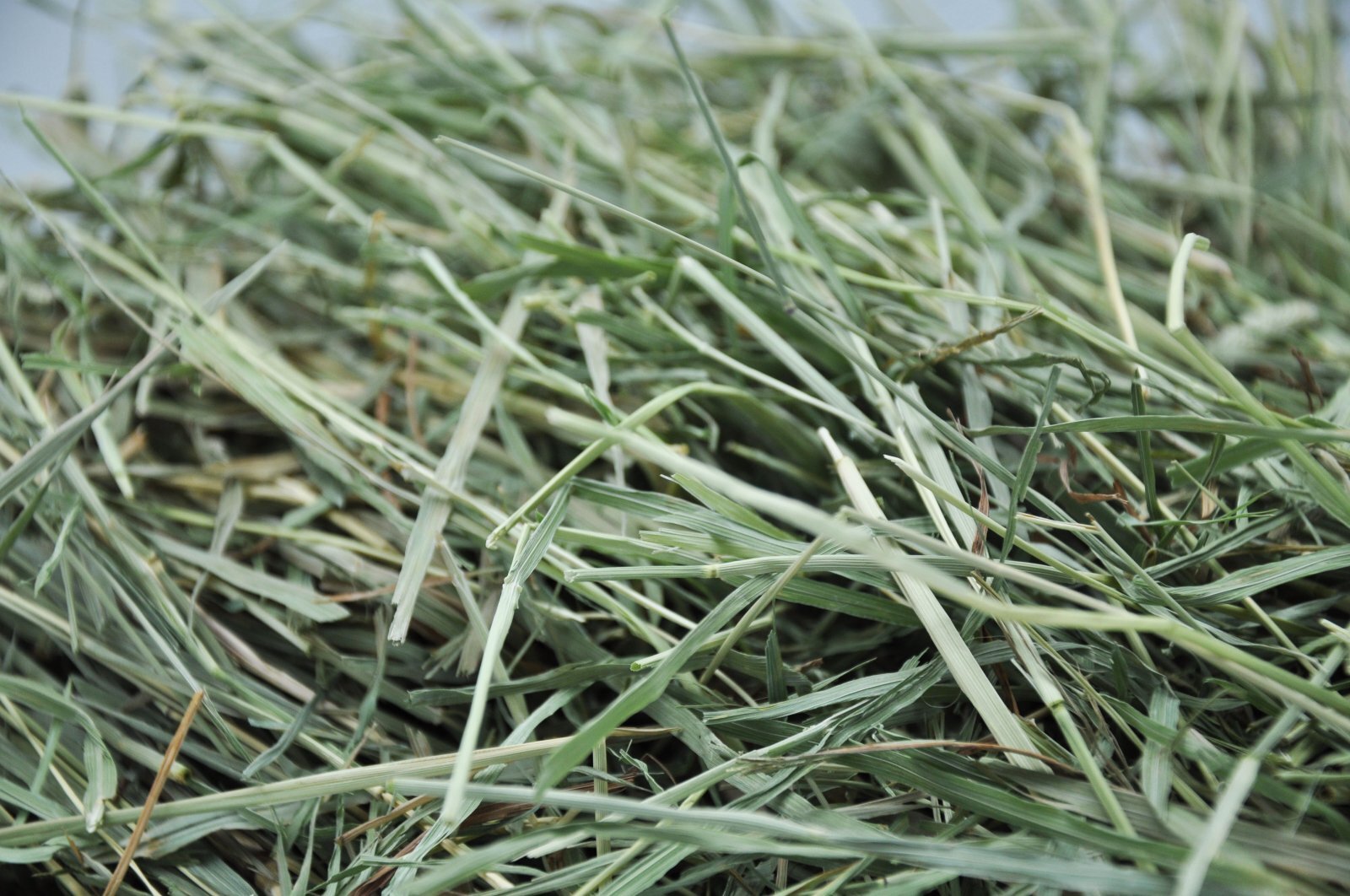 エレンズバーグ産 プレミアムチモシー2番刈り（シングルプレス