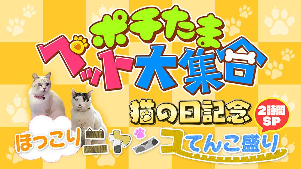 ポチたまペット大集合！ほっこりニャンコてんこ盛り2時間SP(BS