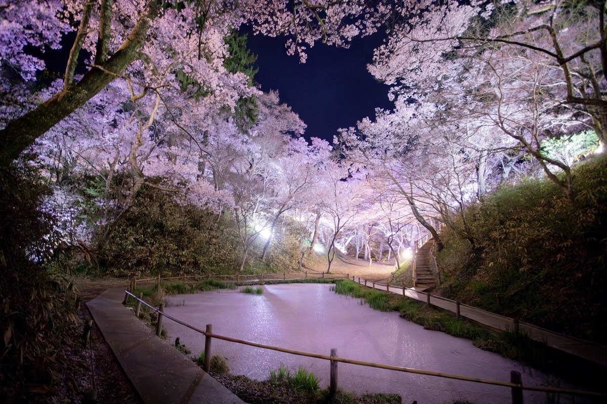 今年で開園150年。〈高遠城址公園〉のお花見情報2025 | Go! NAGANO