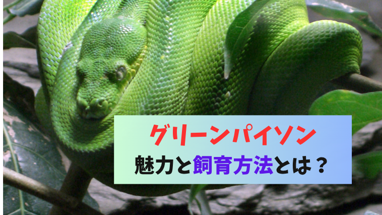 鮮やかな緑が目を惹く！グリーンパイソンの正しい飼い方とは？