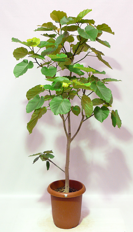 フィカス・ウンベラータ 観葉植物・販売[GDP]