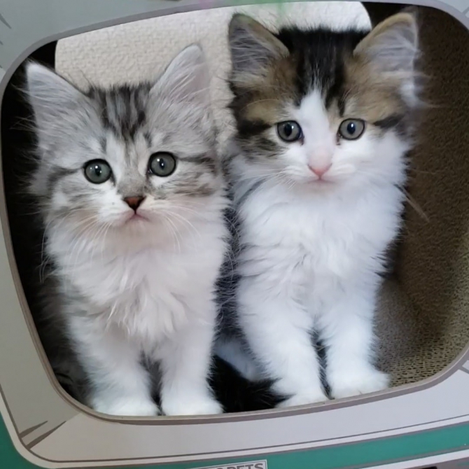 我が家に来た頃（ミックス）ワンにゃんLife｜犬・猫用品のジェックス