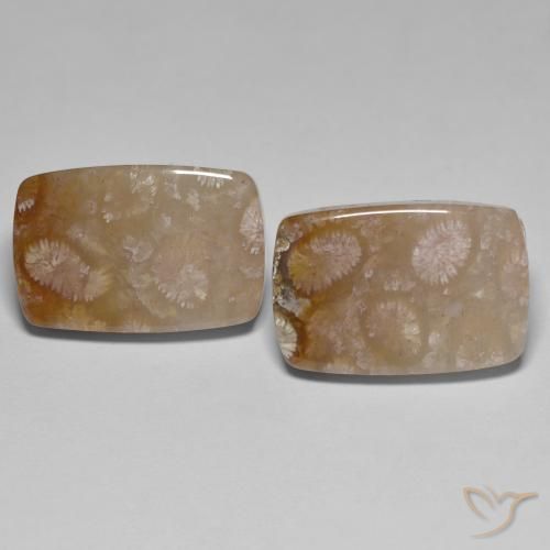 化石サンゴ：化石サンゴの宝石を購入する-手頃な価格