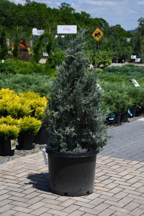 Juniperus, Rocky Mountain Juniper 'Wichita Blue' (Large Sizes