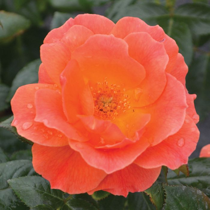 Livin' Easy Rose | Gertens Garden Center