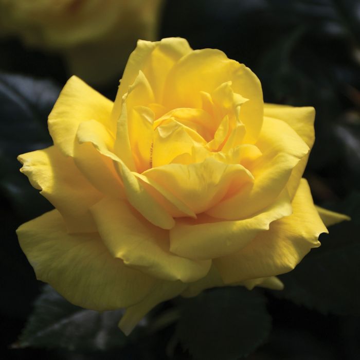 Rosa, Floribunda Rose 'Sunsprite' | Gertens Garden Center
