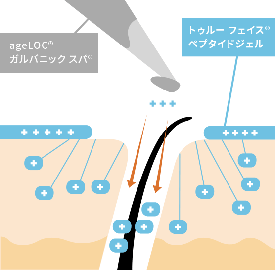 トゥルーフェイス ペプタイド ジェル | ageLOC ガルバニック スパ