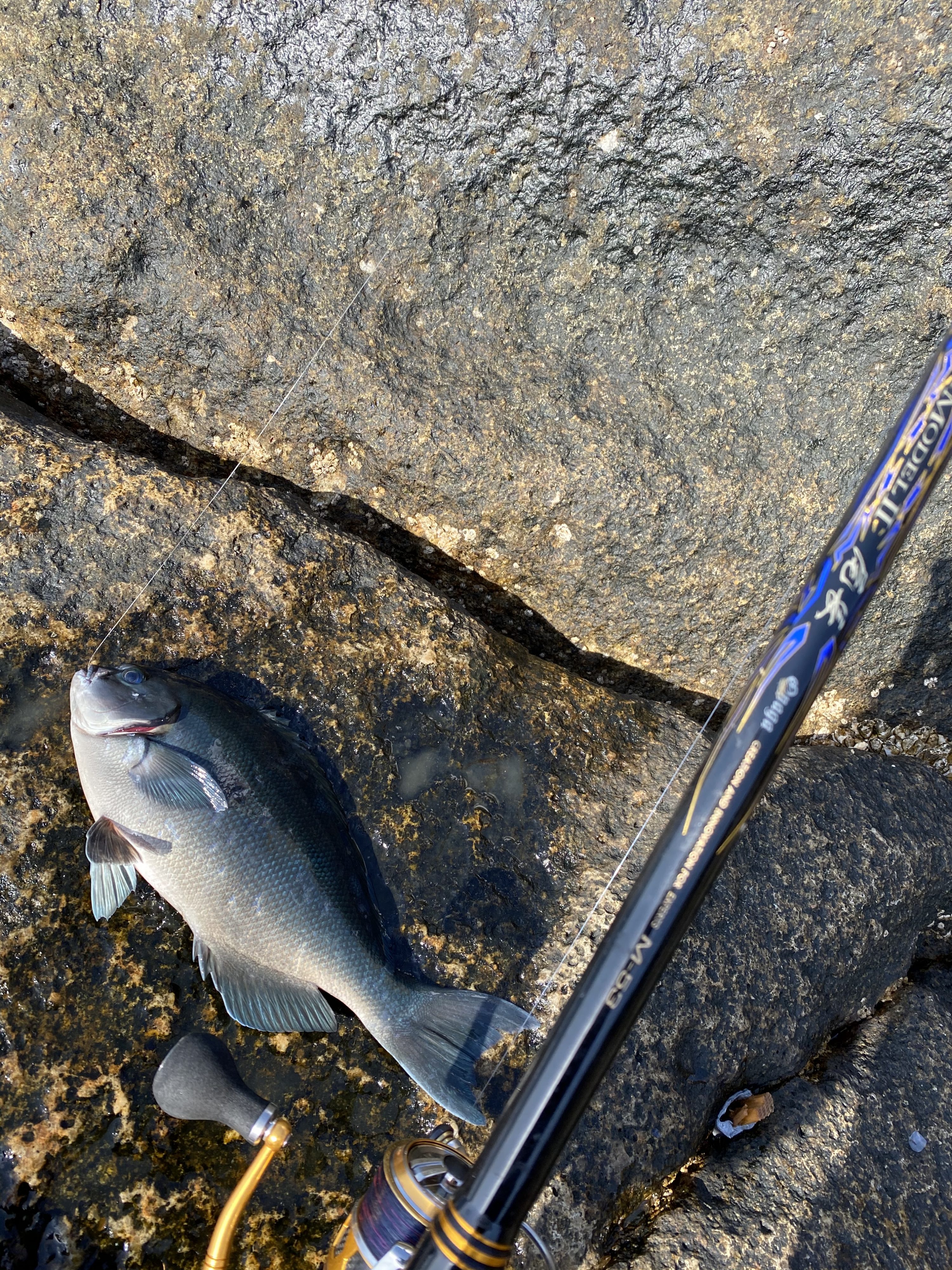 がま磯 マスターモデル2 チヌ | がまかつ