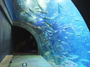 何か、いる・・・。 – 男鹿水族館GAO