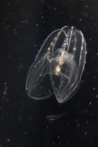 旬クラゲ。。 – 男鹿水族館GAO