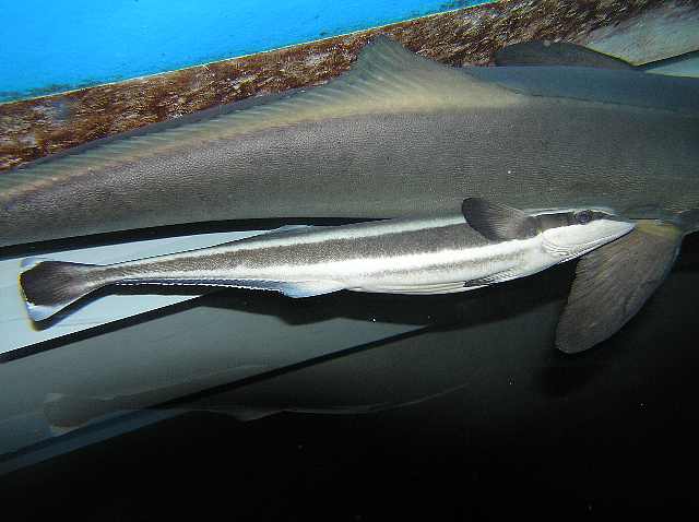 コバンザメ – 男鹿水族館GAO