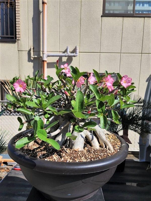 極美タコ足/超極太/塊根植物】アデニウム タイソコトラナム タコ足