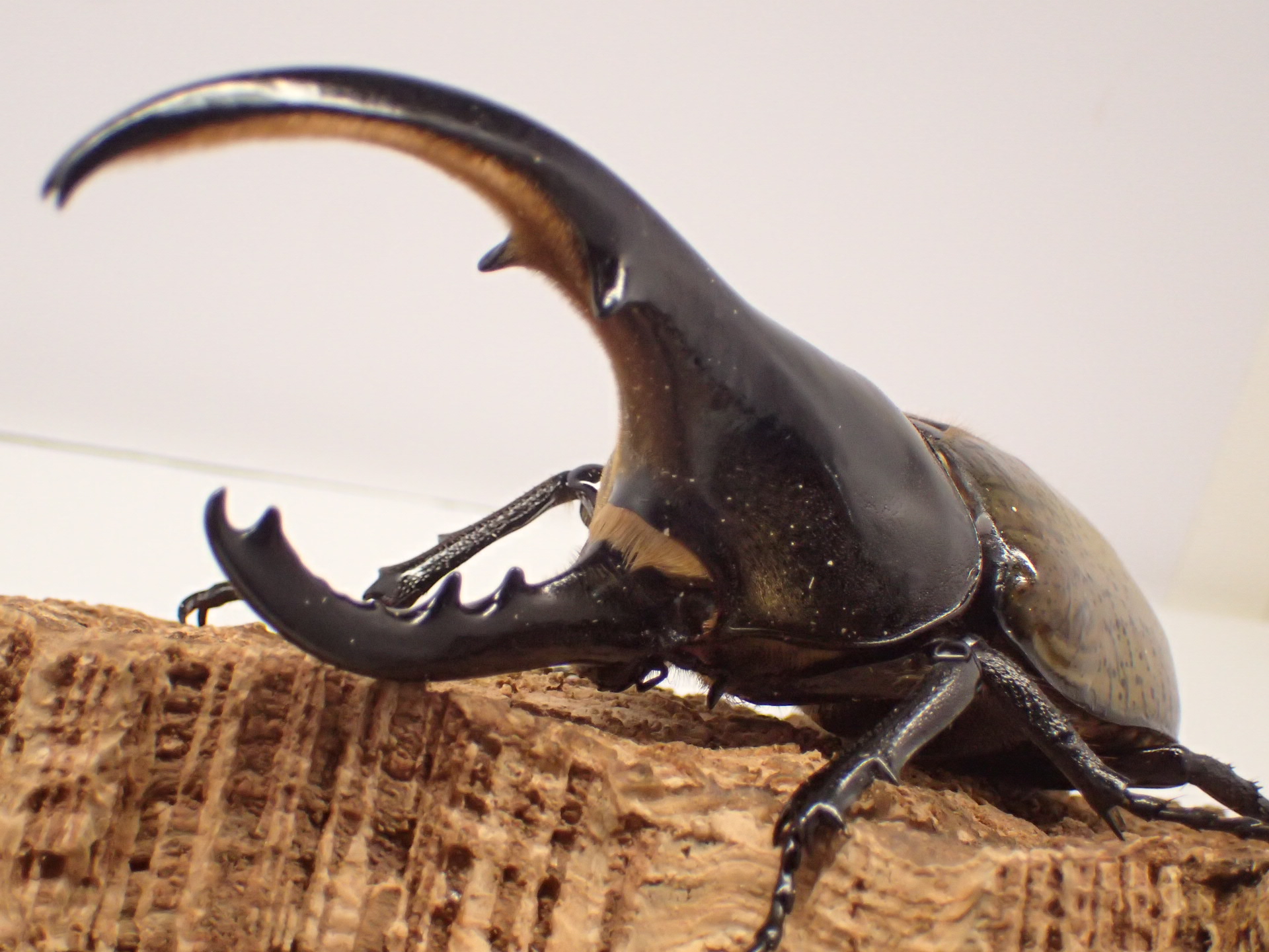 むしやどんぐり / ヘラクレスオオカブト原名亜種(ヘラクレス・ヘラクレス)