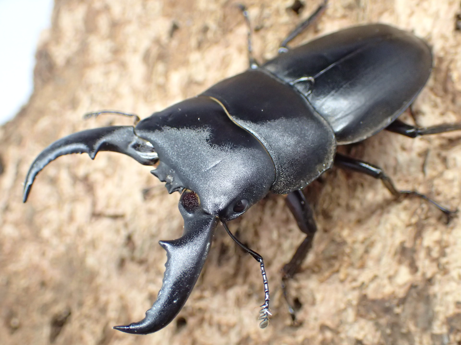 むしやどんぐり / オキナワヒラタクワガタ