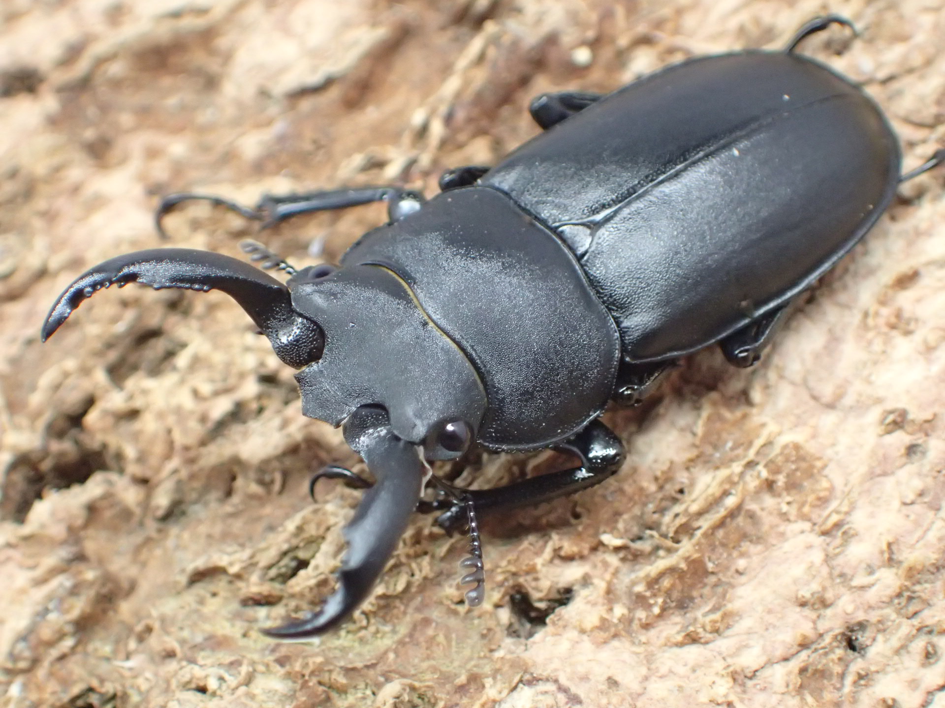 むしやどんぐり / アマミシカクワガタ