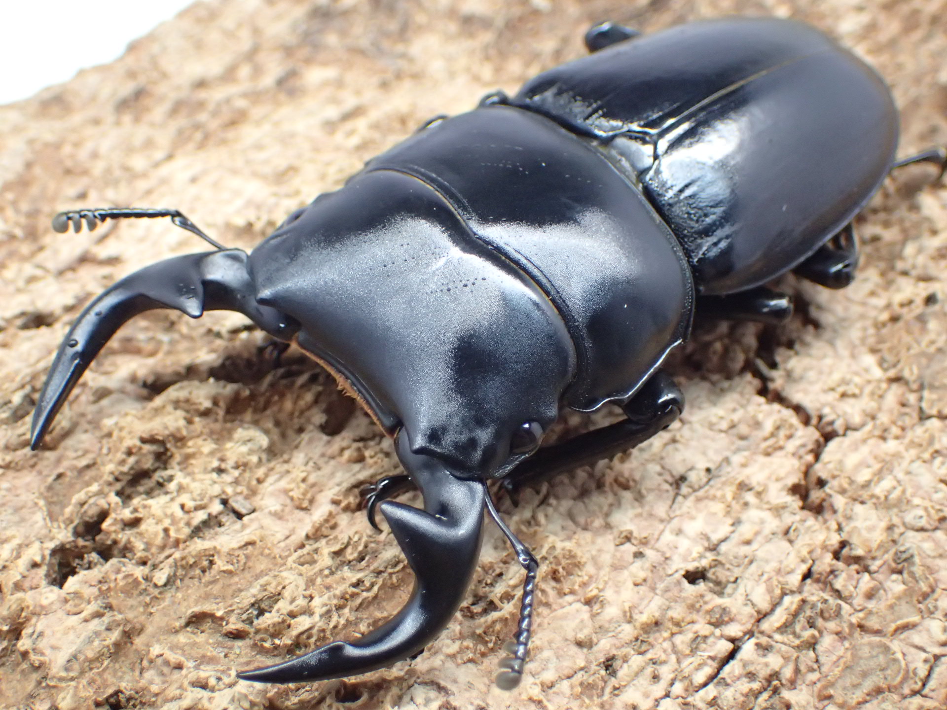 むしやどんぐり / 外国産オオクワガタ