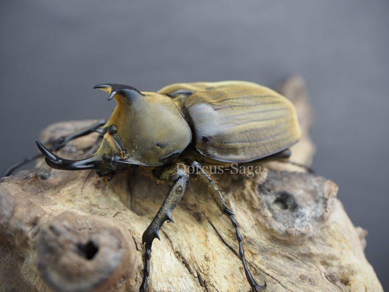 アヌビスゾウカブト（ブラジル産）幼虫 | Dorcus-Saga
