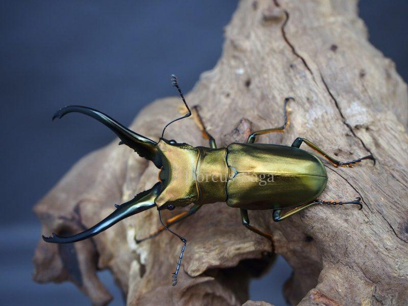 アルファック産モンギローニホソアカ幼虫 | Dorcus-Saga