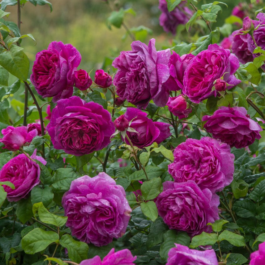 ヤング・リシダス 鉢苗 - Young Lycidas Potted (Ausvibrant) – David