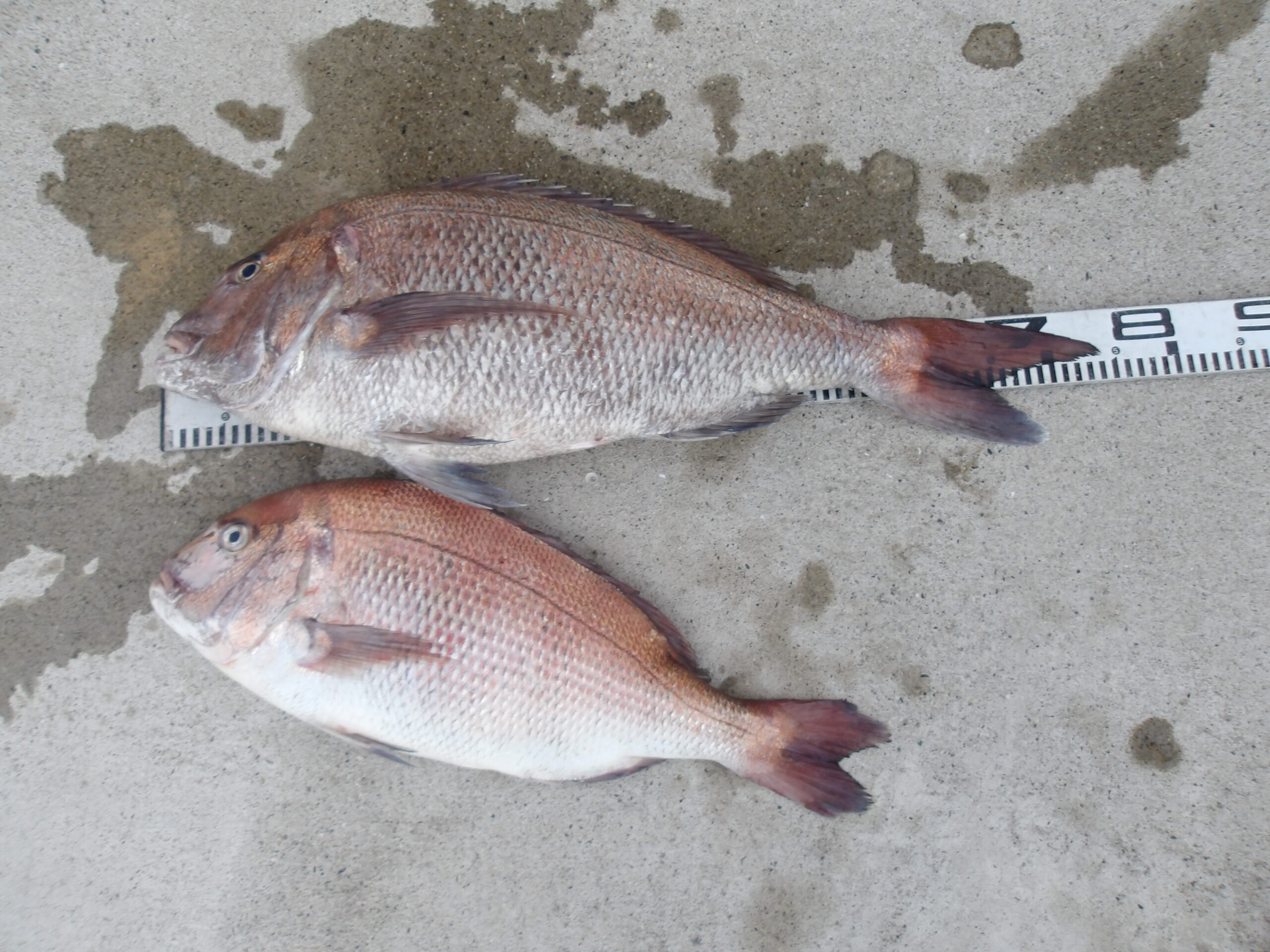 ランキングイン】Hirowatari様 マダイ 74センチ - 和歌山 串本のカセ