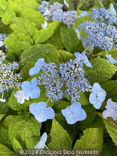 HydrangeaMiranda.jpg
