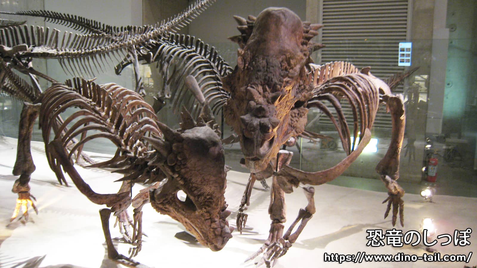 パキケファロサウルス | 恐竜のしっぽ -図鑑-